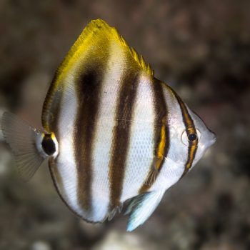 Parachaetodon ocellatus M – Sixspine Butterflyfish - Ψάρια Θαλασσινού