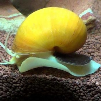 Pomacea canaliculata – Apple Snail - Ασπόνδυλα Γλυκού