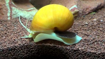 Pomacea canaliculata – Apple Snail - Ασπόνδυλα Γλυκού