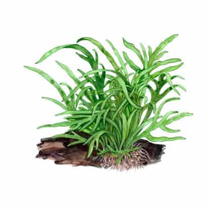 Microsorum Pteropus ‘Trident’ - Φυτά για Ενυδρεία