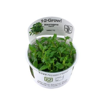 Tropica Hygrophila “Compact” - Φυτά για Ενυδρεία