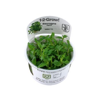 Tropica Staurogyne Repens 1-2 Grow! - Φυτά για Ενυδρεία