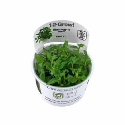 Tropica Staurogyne Repens 1-2 Grow! - Φυτά για Ενυδρεία