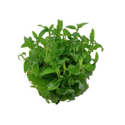 Tropica Staurogyne Repens 1-2 Grow! - Sales