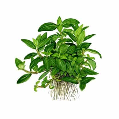 Tropica Staurogyne Repens 1-2 Grow! - Sales