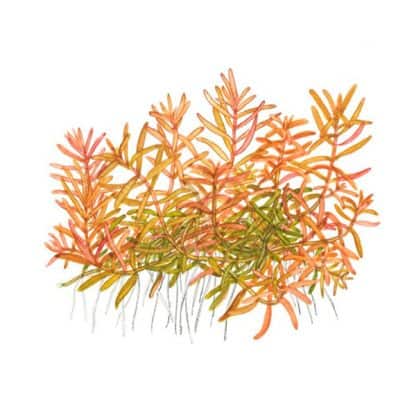 Tropica Rotala ‘Vietnam H’Ra’ 1-2 Grow - Φυτά για Ενυδρεία