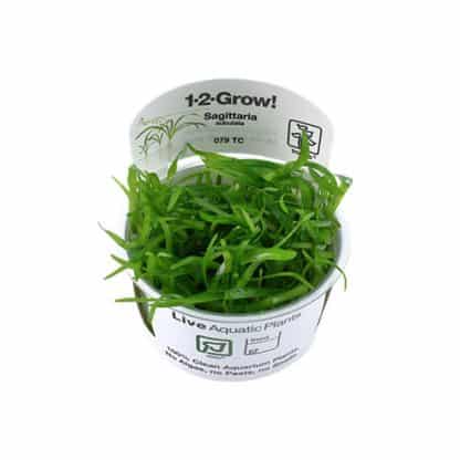 Tropica Sagittaria Subulata 1-2-Grow! - Φυτά για Ενυδρεία