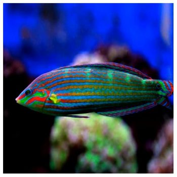 Halichoeres melanurus (Juv) M - Tail Spot Wrasse