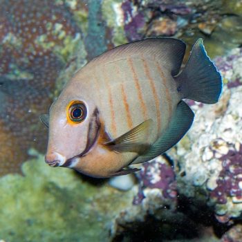 Acanthurus tristis S (Juv) – Mimic Surgeonfish - Ψάρια Θαλασσινού