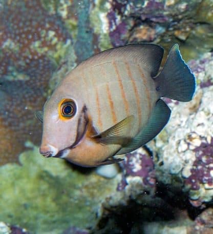 Acanthurus tristis S (Juv) – Mimic Surgeonfish - Ψάρια Θαλασσινού