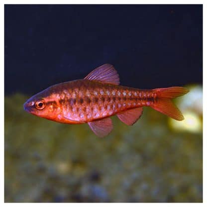 Capotea titeya-Cherry Barb 2.5 cm - Sales