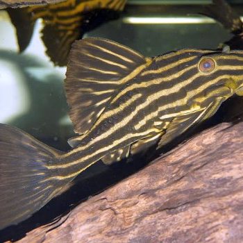 Panaque nigrolineatus -Gold Royal Pleco L027 - Ψάρια Γλυκού