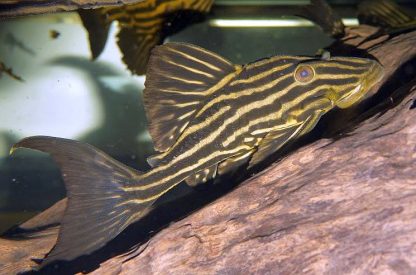 Panaque nigrolineatus -Gold Royal Pleco L027 - Ψάρια Γλυκού