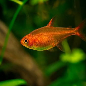 Carassius auratus -Red Black Apache Oranda 8-9 cm - Ψάρια Γλυκού