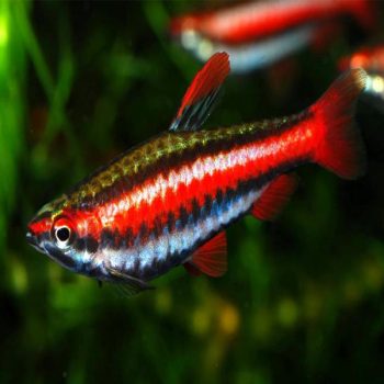 Nannostomus mortenthaleri - Coral Red Pencilfish