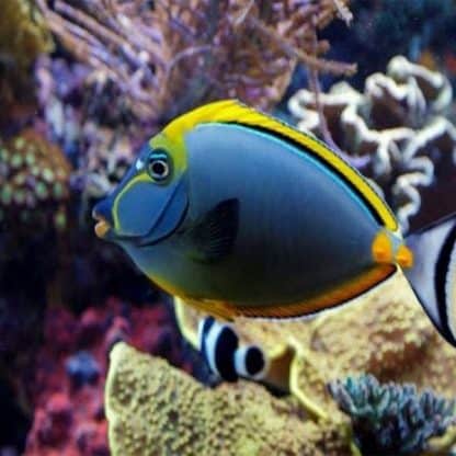 Naso elegans-Blonde naso tang-L - Ψάρια Θαλασσινού