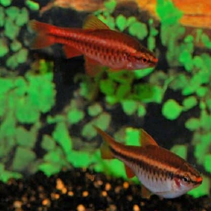 Capotea titeya-Cherry Barb 2.5 cm - Sales