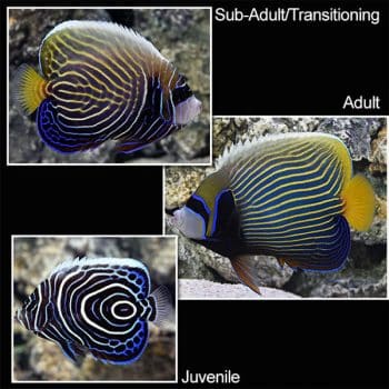 Pomacanthus imperator (Juv) L - Emperor Angelfish