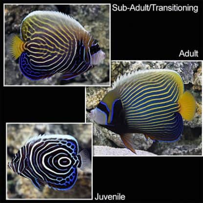 Pomacanthus imperator (Semi-Adult) M - Emperor Angelfish