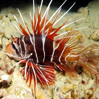 Pterois volitans S - Red Lionfish