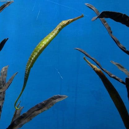 syngnathoides biaculeatus