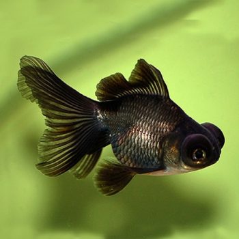 Carassius auratus -Oranda Black Goldfish 12-15cm