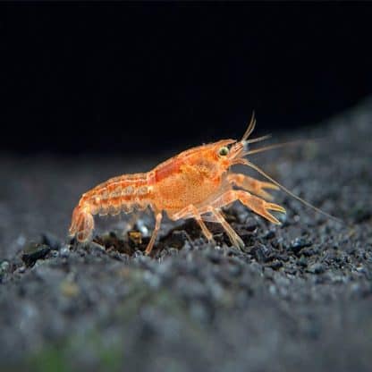 Cambarellus patzcuarensis var.Orange – Mexican Dwarf Crayfish 2 cm - Ασπόνδυλα Γλυκού