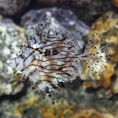 Chaetoderma pencilligera M - Tasseled Filefish