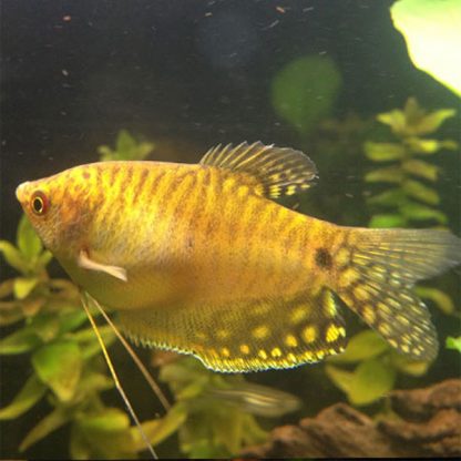Trichopodus trichopterus – Gold Gourami 2,5-3,5cm - Ψάρια Γλυκού