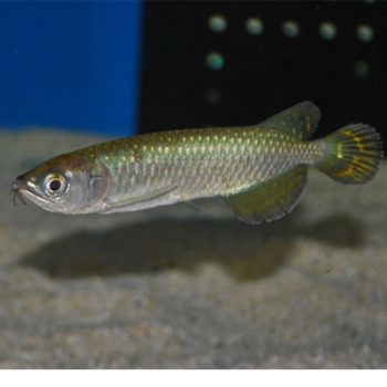 Scleropages jardini - Jardini Arowana S/M