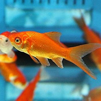 Carassius auratus - Comet Goldfish 5-8cm