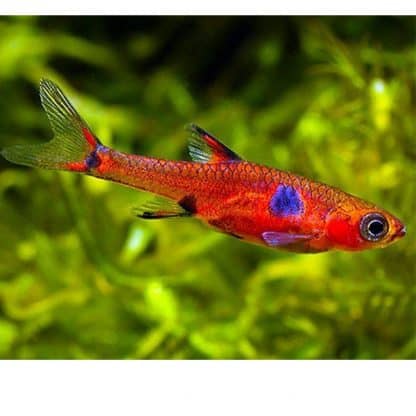Boraras urophthalmoides – Least Rasbora - Ψάρια Γλυκού