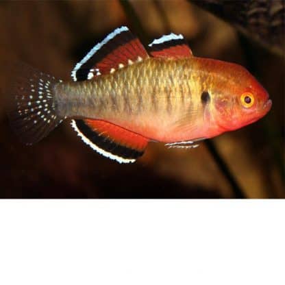 Hypseleotris compressa - Empire Gudgeon