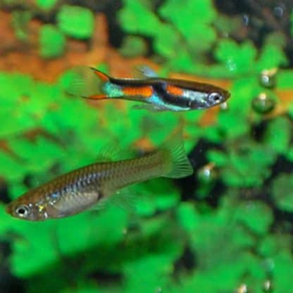 Poecilia reticulata - Guppy Endler Female 2cm