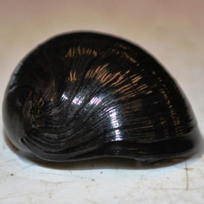 Neritina pulligera – Military Helmet Snail - Ασπόνδυλα Γλυκού