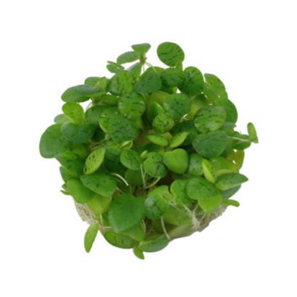 Limnobium Laevifolium - Φυτά για Ενυδρεία