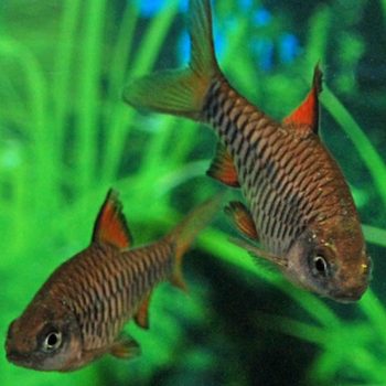 Oliotius oligolepis - Checker Barb