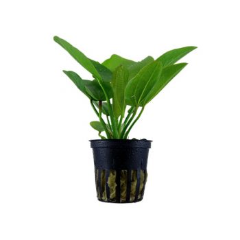 Tropica Echinodorus Aquartica Potted - Φυτά για Ενυδρεία