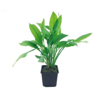Tropica Echinodorus Bleherae Xl - Φυτά για Ενυδρεία