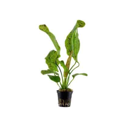 Tropica Echinodorus Ozelot Green - Φυτά για Ενυδρεία