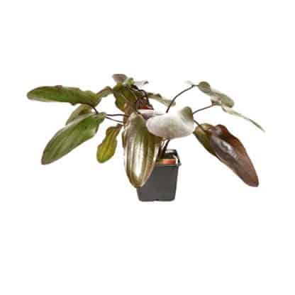 Tropica Echinodorus Ozelot Xl - Φυτά για Ενυδρεία
