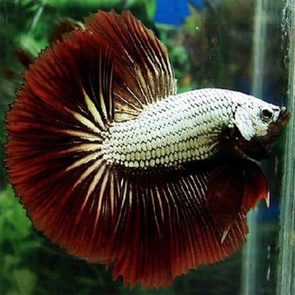 Betta spledens – Siamese Fighting Fish Plakat Dragon Male - Ψάρια Γλυκού