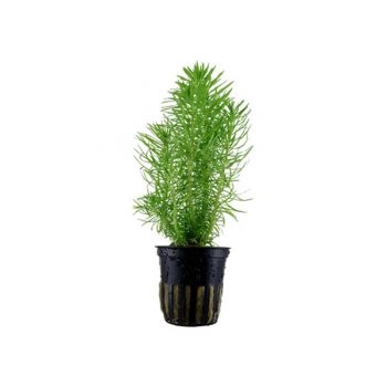 Tropica Pogostemon Deccanensis Potted - Φυτά για Ενυδρεία