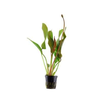 Tropica Echinodorus “Red Diamond” Potted - Φυτά για Ενυδρεία