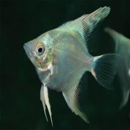 Pterophyllum scalare – Angelfish Platinum 6cm - Ψάρια Γλυκού