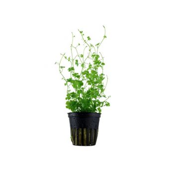 Tropica Hydrocotyle Tripartita Potted - Φυτά για Ενυδρεία