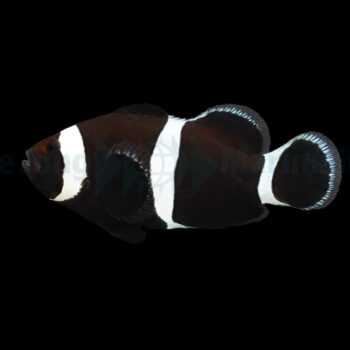 Amphiprion ocellaris Darwin - Darwin DJM Bred