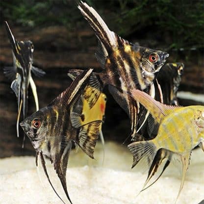 Pterophyllum scalare - Angelfish Assorted 5-6cm