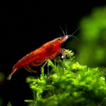 Neocaridina davidi – Orange Fire Shrimp - Ασπόνδυλα Γλυκού