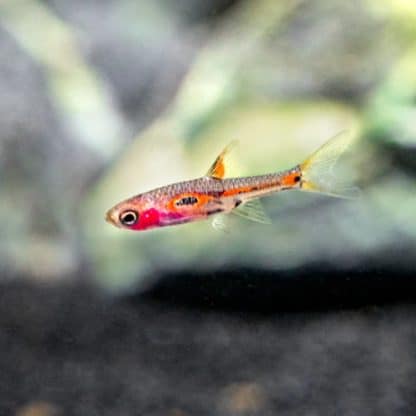 Boraras merah -Phoenix Rasbora 1.5 cm - Ψάρια Γλυκού